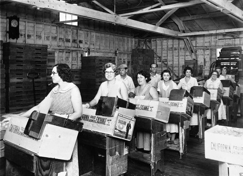 Women employees wrapping lemons individually and packing them into wooden crates for shipping at the Golden West Citrus Association packing house, Tustin