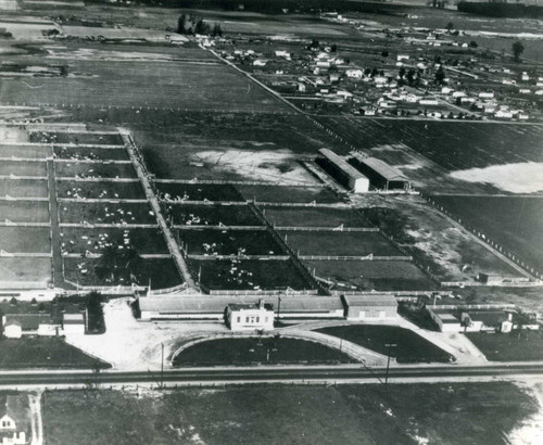 Aerial view of dairy farm, Cypress