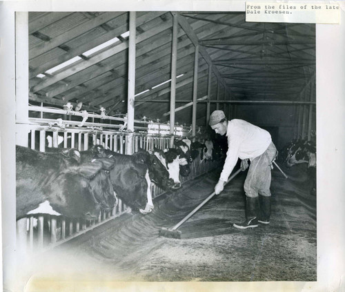 Clarence Slager, milker, Van Dyke Dairy, southeast corner of Orange and Grindlay, Cypress 1947