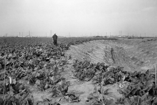 Oceanview Channel cutting through fields, Fountain Valley, 1963