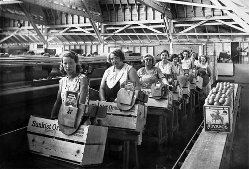 Women employees packing oranges inside the Tustin Hills Citrus Association plant on Newport Avenue in Tustin