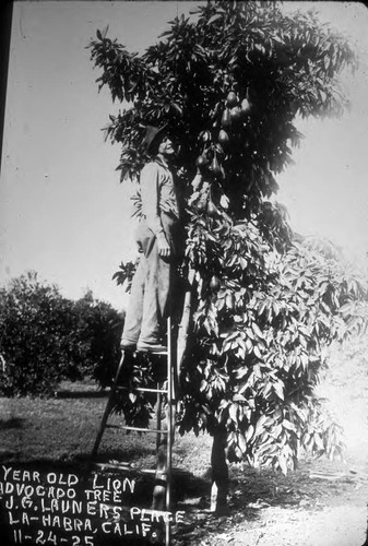 John Launer and his first producing avocados