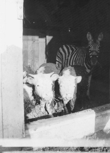 Showman Gene Holter's "Lost Canyon Cattle" and zebra