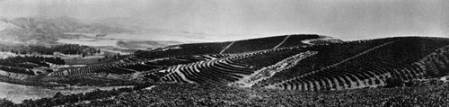 Panorama of Ed Utt's Lemon Heights vineyards near Tustin, ca. 1920