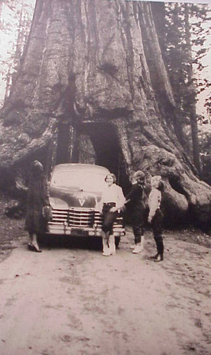 Myford and Gloria Irvine honeymooning in Yosemite with their children, 1950s