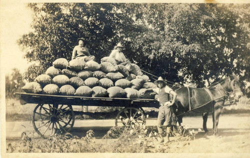 Load of apricot pits on the Ward farm, Tustin