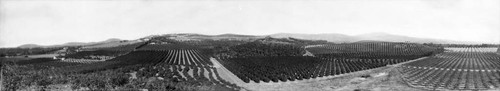 Panorama of Lemon Heights, Tustin