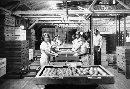 Women employees grading lemons into trays at the Golden West Citrus Association packing house, Tustin