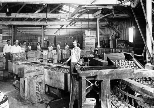 Employees processing and packing lemons at the Golden West Citrus Association packing house, Tustin