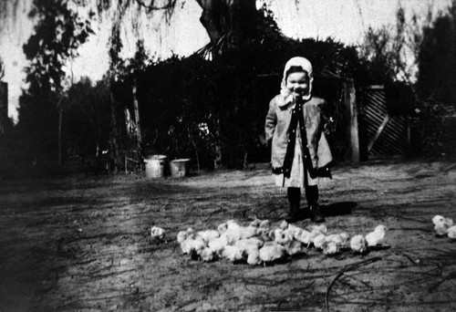 Helen Stanley Smith with a flock of baby chicks, Tustin