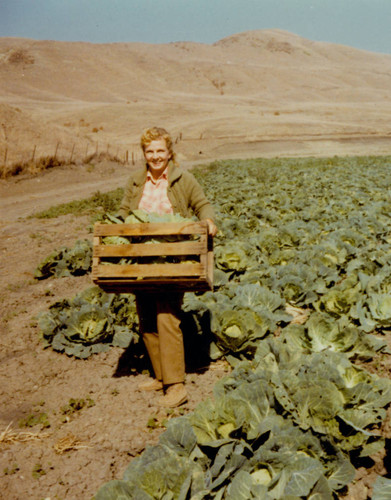Alice Chandler harvesting cabbages