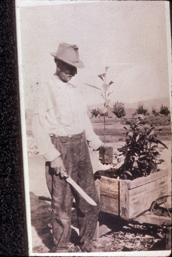 George Beck planting seedling avocados