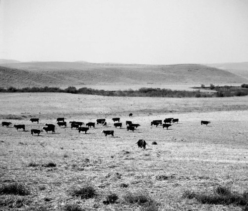 Moulton Ranch cattle