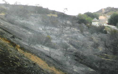 Santiago Fire aftermath, Modjeska Canyon