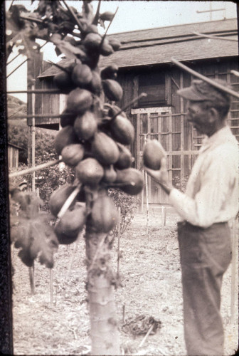 George W. Beck with papaya tree near Kashlan Road in La Habra Heights