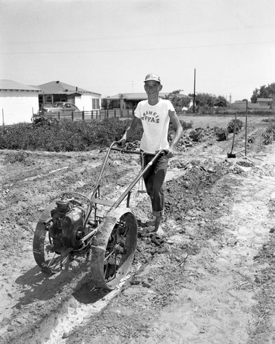 Andrew Johnson, Future Farmers of America club member, cultivating land in Cypress, California, August 1950