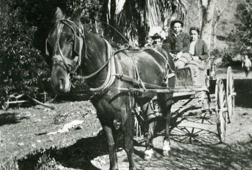 Robert Shaw and Ruby Alsbach in horse drawn cart, Alsbach Ranch, Silverado Canyon, 1910