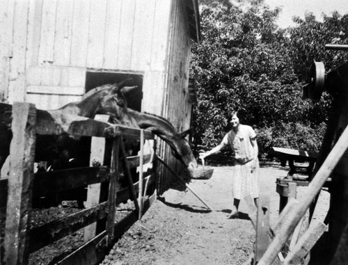 Helen Stanley Smith feeding the mules, Tustin