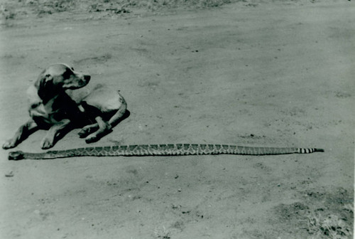 Rattlesnake on Chandler Ranch