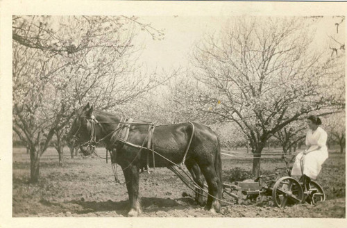 Reba Ward in an apricot orchard, Tustin, ca. 1906