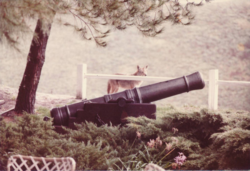 Cannon with coyote in Pequet back yard 1984