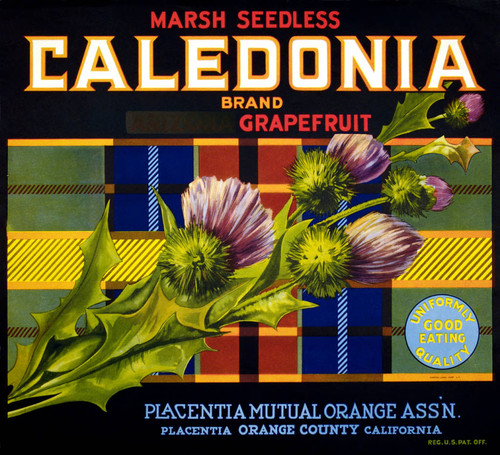 Caledonia Brand Marsh Seedless Grapefruit, Placentia Mutual Orange Association fruit crate label, ca. 1930