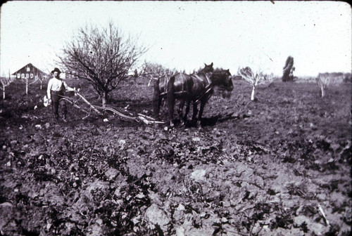 Mr. Keeler in apricots, vegetable house in distance