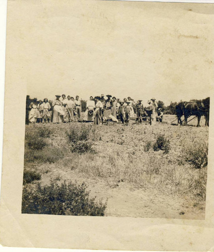 Apricot pitters on Ward Ranch, Tustin