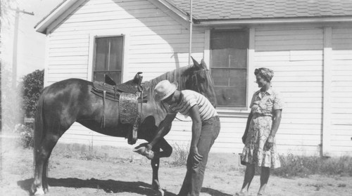 Examining a horse showing job