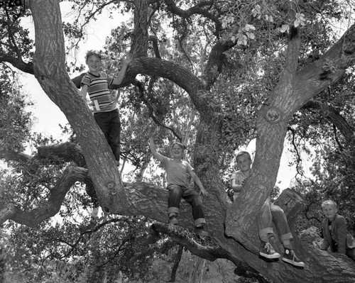 Boys in ancient live oak tree at Long Beach Builder's Exchange picnic, Irvine Regional Park, June 16, 1951