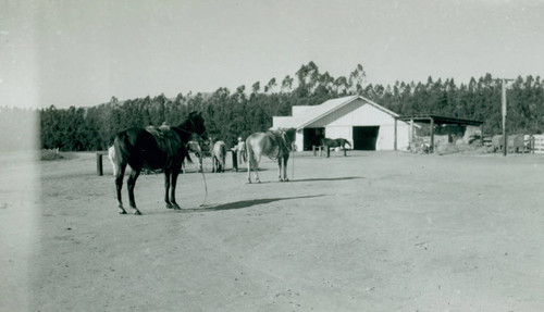Horses at Chandler Ranch