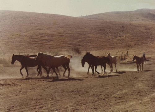 Horses running in San Clemente in the 1970s