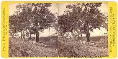 Farmington: "At S. Dunham's, Farmington, Cal."