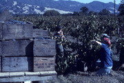 Peoples Temple Members Working in Vineyard, Redwood Valley, California