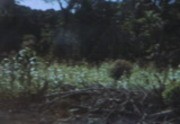 [Jonestown residents working in fields, aerial views of the Jonestown site]