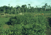 Crops, Jonestown, Guyana