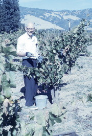 Unidentified Peoples Temple Member Working in Vineyard, Redwood Valley, California