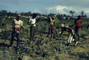 Peoples Temple Members Harvesting Eddoes, Jonestown, Guyana