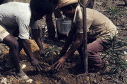 Planting Crops, Jonestown, Guyana