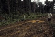 Clearing Land, Jonestown, Guyana