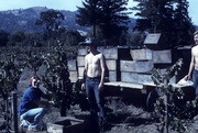 Danny Curtin and Debbie Curtin (Evans), Peoples Temple Members, Working in Vineyard, Redwood Valley, California