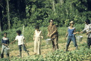 Peoples Temple Members Working in Water Brigade To Irrigate Crops, Jonestown, Guyana