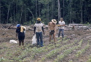 Peoples Temple Members Working in Fields, Jonestown, Guyana