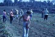 Erin Eichler (Center) and Other Peoples Temple Members Working in Fields, Jonestown, Guyana