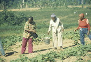 Peoples Temple Members Working in Water Brigade To Irrigate Crops, Jonestown, Guyana