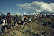 Peoples Temple Members Working in Water Brigade To Irrigate Crops, Jonestown, Guyana