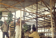 Banana Harvest in Cow Barn, Jonestown, Guyana