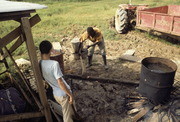 Peoples Temple Members Working, Jonestown, Guyana