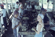 Peoples Temple Women Preparing Food, Jonestown, Guyana