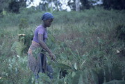 Woman Working in Fields, Jonestown, Guyana